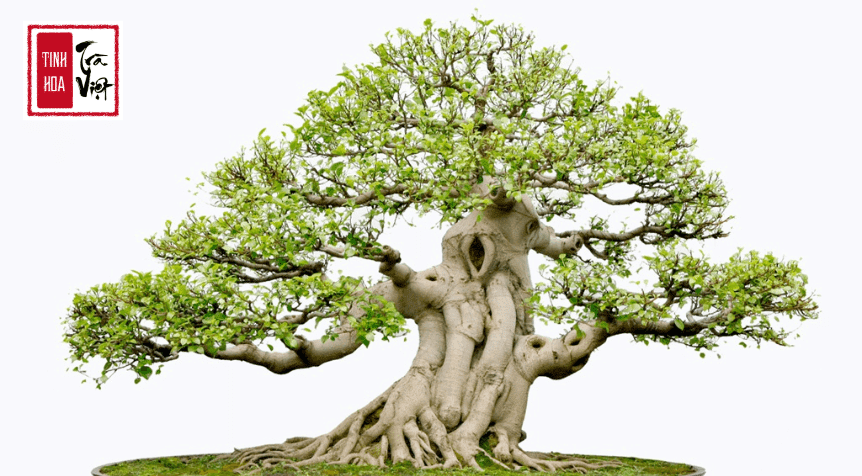 Tặng cây bonsai, cây tài lộc cho sếp